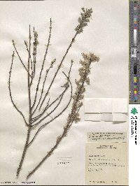 Salix humilis image