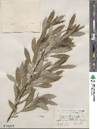 Salix humilis image