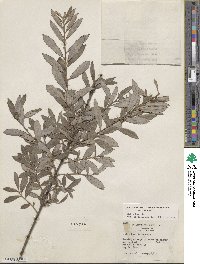 Salix humilis image