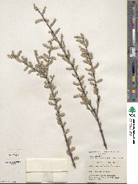 Salix humilis image