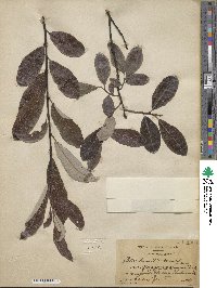 Salix humilis image