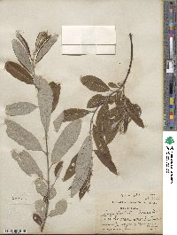 Salix humilis var. keweenawensis image