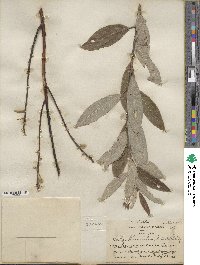 Salix humilis var. keweenawensis image