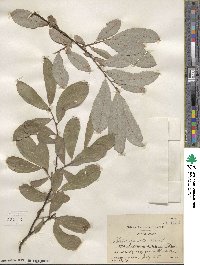 Salix humilis var. keweenawensis image