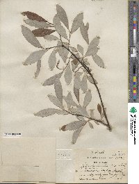 Salix humilis var. keweenawensis image