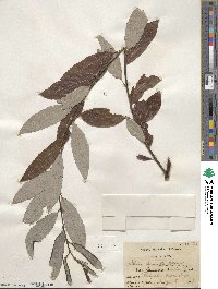 Salix humilis var. keweenawensis image