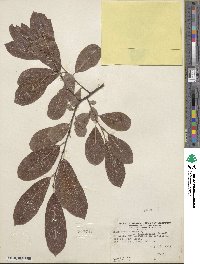 Salix humilis var. keweenawensis image