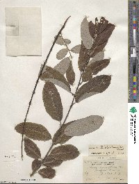 Salix humilis var. keweenawensis image