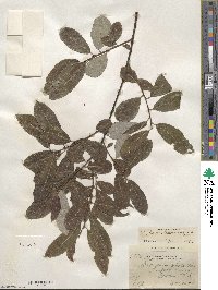 Salix humilis var. keweenawensis image