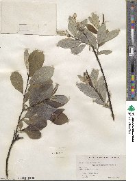 Salix humilis var. keweenawensis image