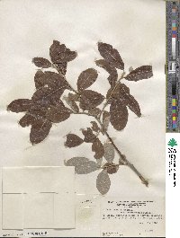 Salix humilis var. keweenawensis image