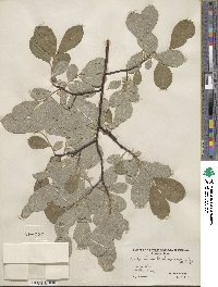 Salix humilis var. keweenawensis image