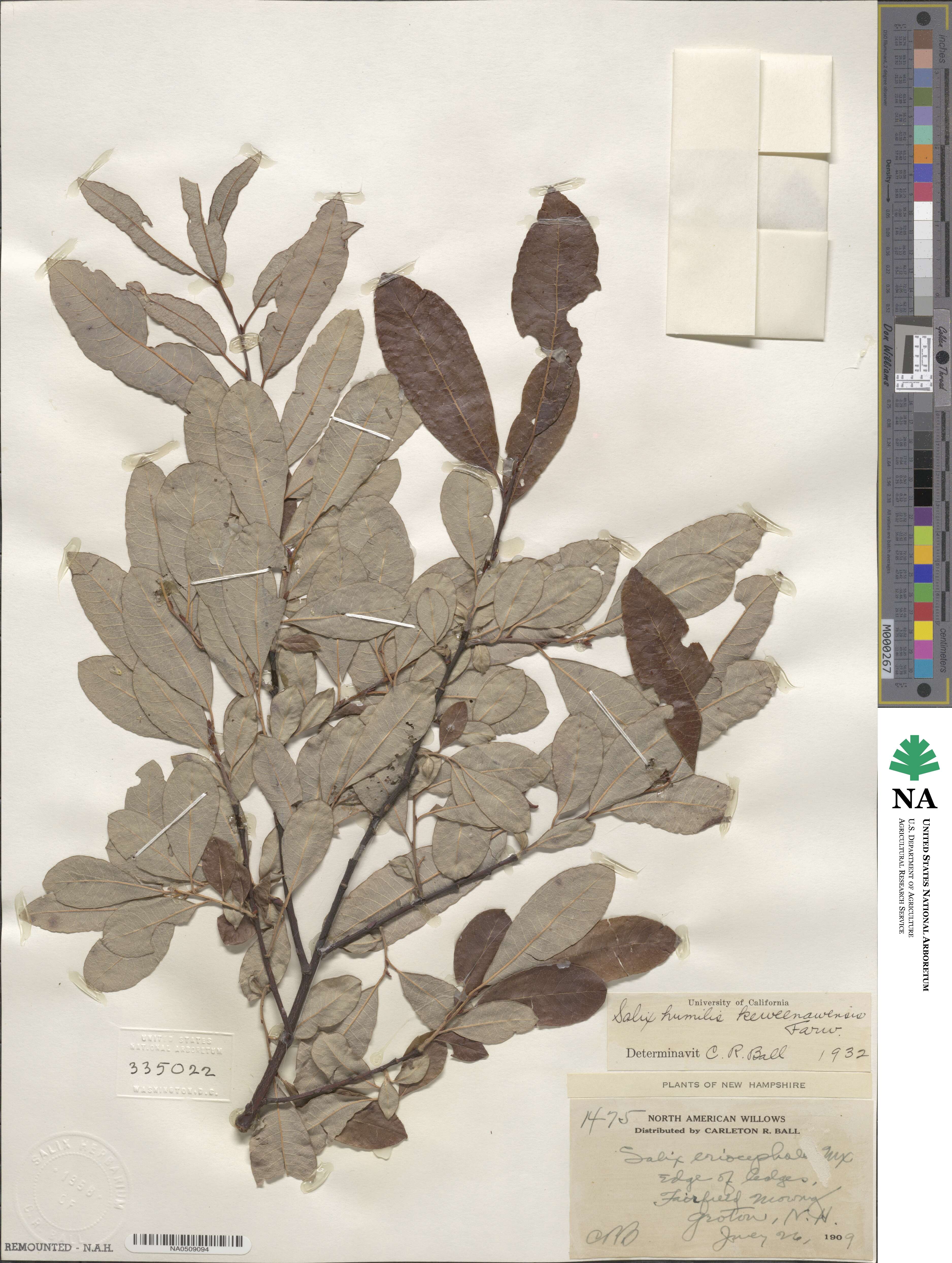 Salix humilis var. keweenawensis image