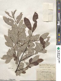 Salix humilis var. keweenawensis image