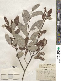 Salix humilis var. keweenawensis image