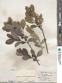 Salix humilis var. keweenawensis image