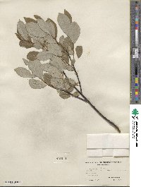 Salix humilis var. keweenawensis image