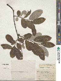 Salix humilis image