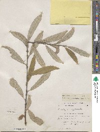 Salix humilis image