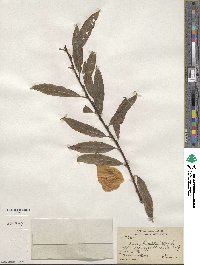 Salix humilis image