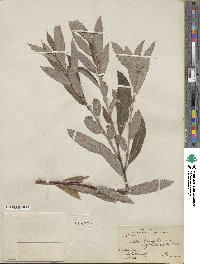 Salix humilis image