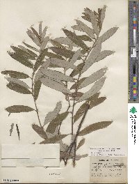 Salix humilis image