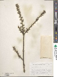 Salix humilis image