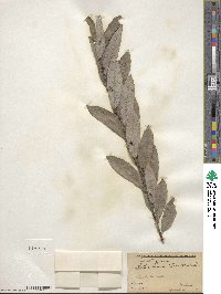 Salix humilis image