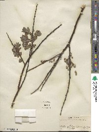 Salix humilis image