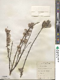 Salix humilis image