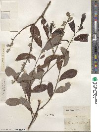 Salix humilis image