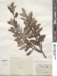 Salix humilis image