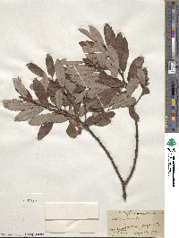 Salix humilis image