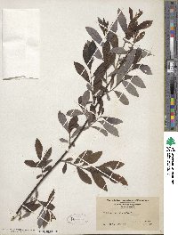 Salix humilis image