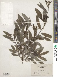 Salix humilis image