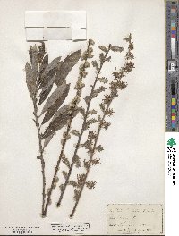 Salix humilis image