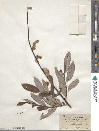 Salix humilis image