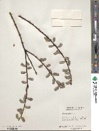 Salix humilis image