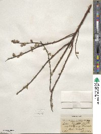 Salix humilis image