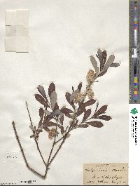 Salix humilis image