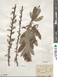 Salix humilis image