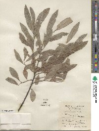 Salix humilis image