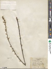 Salix humilis image