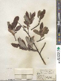 Salix humilis image