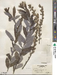 Salix humilis image