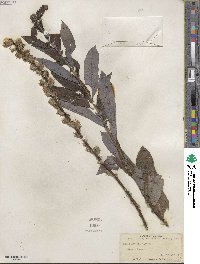 Salix humilis image