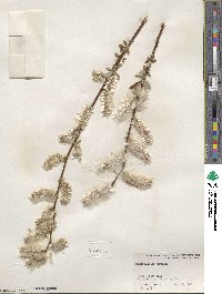 Salix humilis image