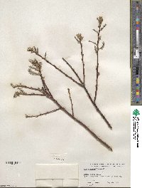 Salix humilis image