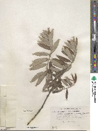 Salix humilis image