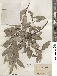 Salix humilis image